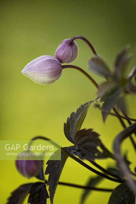 Close up image of clematis montana rubens flower buds 