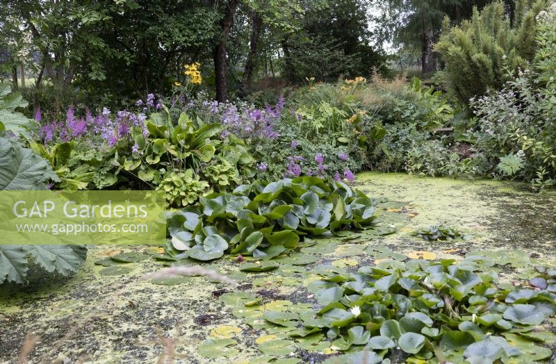 Pond in secret garden, Stockton Bury Garden, with water lilies and marginal plants