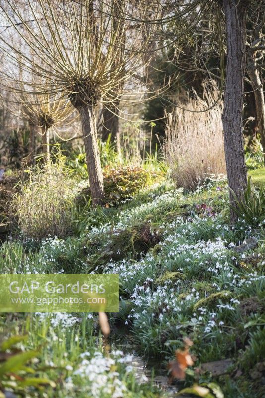 The Ditch garden at East Lambrook Manor in February full of snowdrops below pollarded willows.