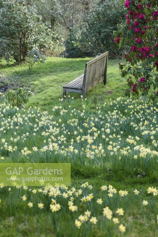 Wooden seat in front of rhododendron amongst wild daffodils, Narcissus pseudonarcissus, on grassy slopes at Perrycroft, Herefordshire in March