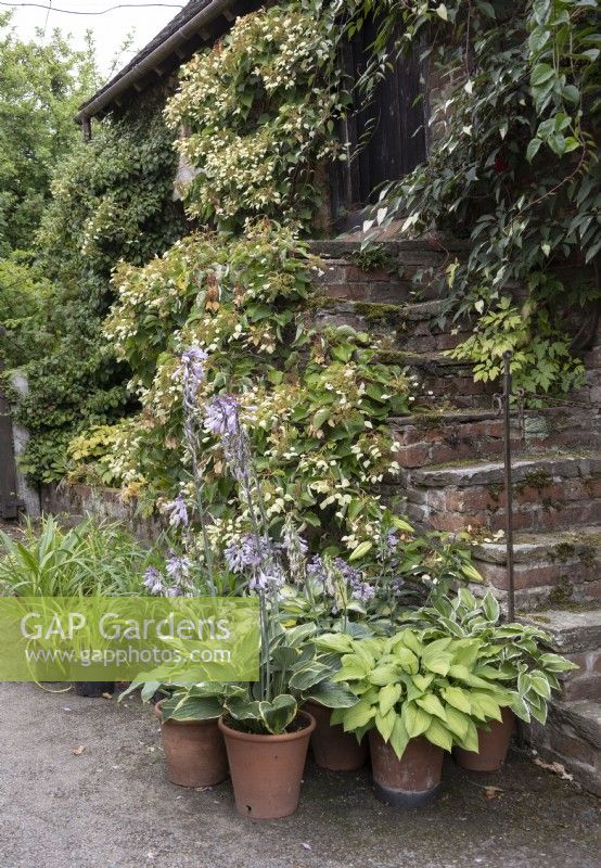 External stairs leading above visitor centre, hostas in pots 