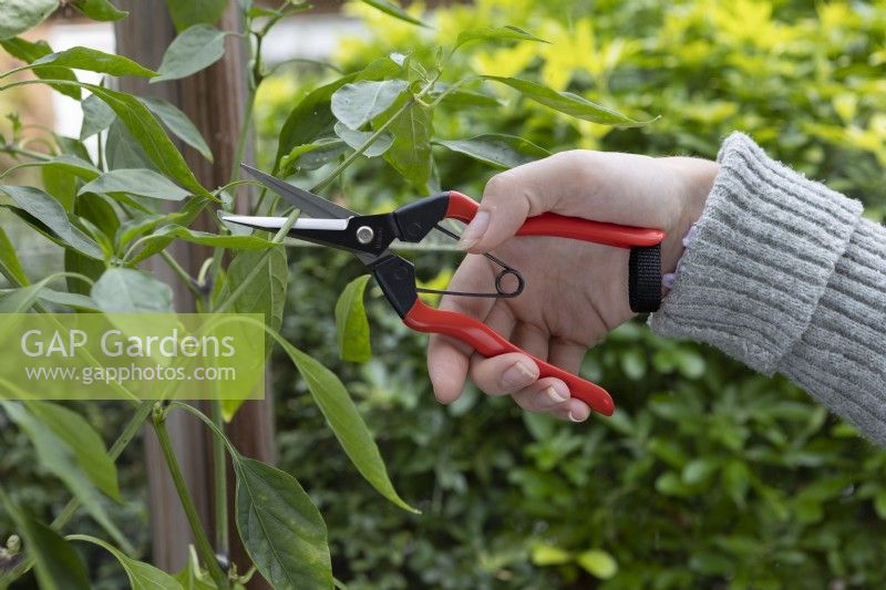 Niwaki Garden Snips, in use to trim a chilli plant, cutting back, pruning