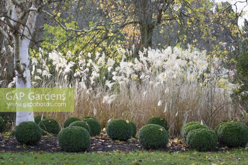 Box balls, Buxus sempervirens, beside a white stemmed birch and miscanthus in December