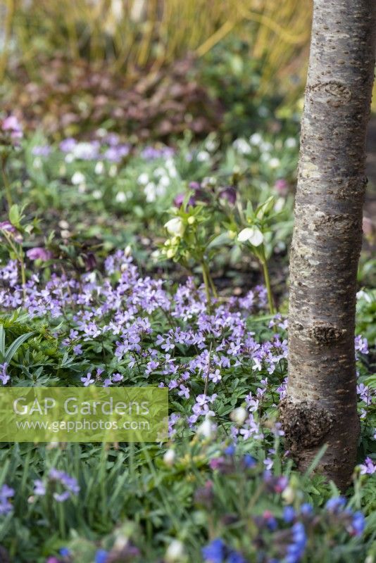 Cardamine quinquefolia and hellebores in the woodland garden at East Lambrook Manor in February