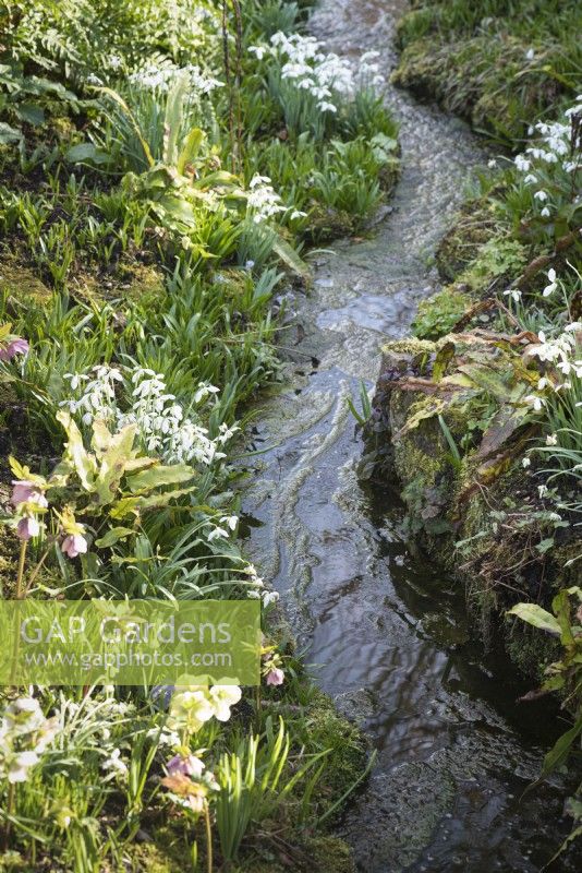 The Ditch studded with snowdrops at East Lambrook Manor in February