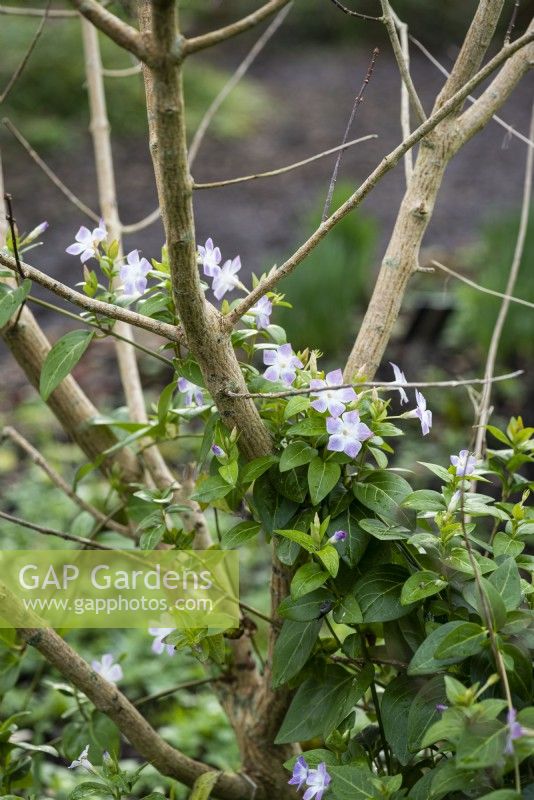 Vinca difformis 'Jenny Pym' growing through a deciduous shrub in February