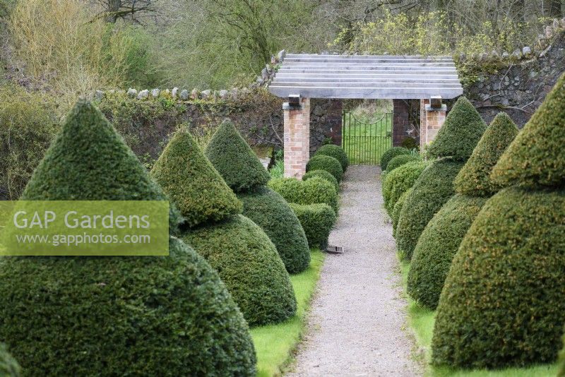 Path through the formal garden at Perrycroft, Herefordshire in March framed by clipped yew topiary