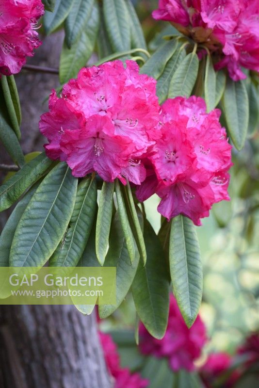 Deep pink rhododendron in March