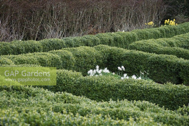 Box parterre gently clipped at Perrycroft, Herefordshire in March