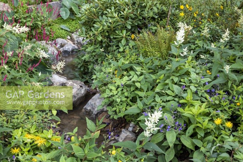 Persicaria, Inula and Rhododendrons in streamside garden, RHS Chelsea Flower Show 2021, Trailfinders Garden