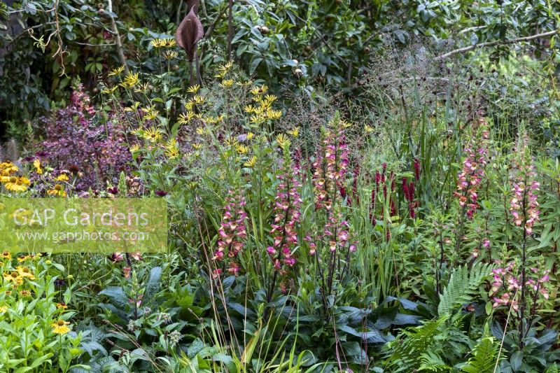 Inula, Persicaria and Foxgloves in late flowering cottage style border, RHS Chelsea Flower Show 2021,Blue Diamond Forge Garden