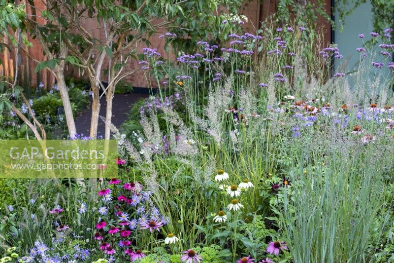 Perennial garden border with Echinacea purpurea 'Magnus', Echinacea 'Chiquita', Pennisetum alopecuroides 'Little Bunny' and Asters.  RHS Chelsea Flower Show 2021, Florence Nightingale Garden
