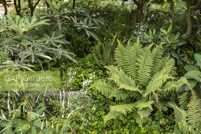 Ferns and shade loving plants in green themed border at RHS Chelsea Flower Show 2021, Trailfinders Garden