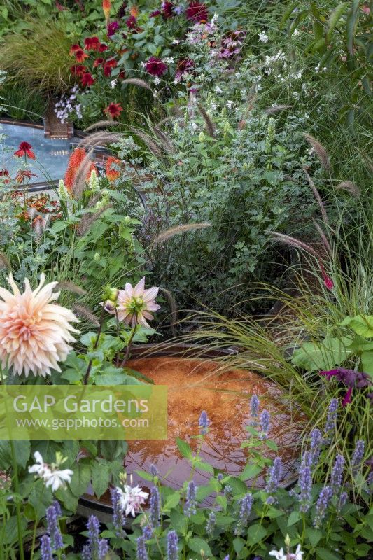 Echinacea 'Eccentric', Persicaria amplexicaulia 'Fire Dance' Erigeron 'Lavender Lady, Dahlia, Pennisetum, Kniphofia and Miscanthus sinensis. Rusted metal pool at centre. RHS Chelsea Flower Show 2021, NHS Tribute Garden