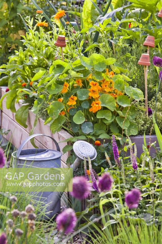 Nasturtium, marigold, Teucrium hircanicum and various herbs in raised bed and a watering can.
