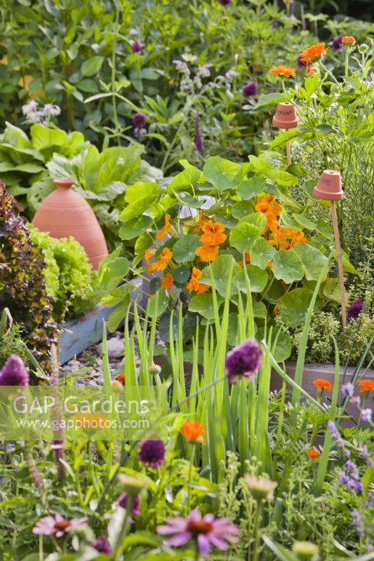 Mixed planting in kitchen garden including lettuce, nasturtium, rosemary, thyme, marigold and edible and ornamental alliums.
