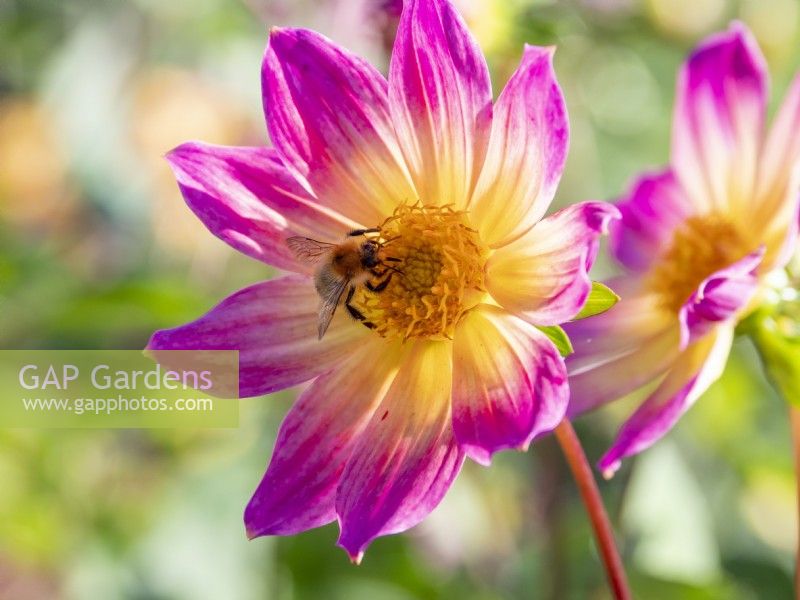 Dahlia 'Bright Eyes' with pollinating bee