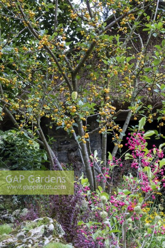 Crab Apple in informal autumn border, RHS Chelsea Flower Show 2021,Blue Diamond Forge Garden