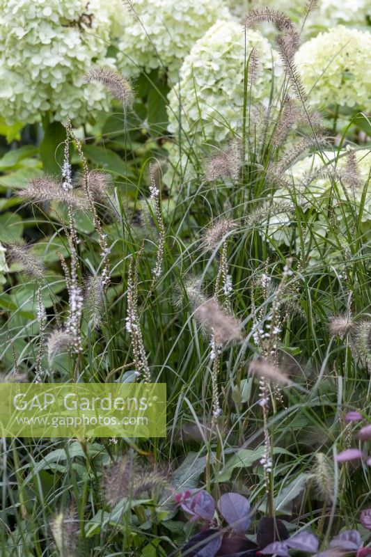 Persicaria affinis 'Alba' and Hydrangea 'Limelight' in pale border planting, RHS Chelsea Flower Show 2021, Gaze Burvill Stand
