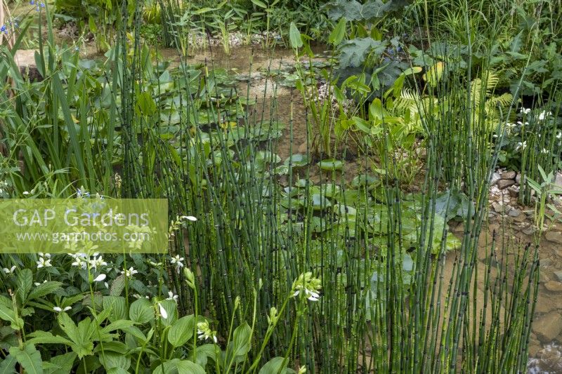 Tranquil pond planted with Nymphaea alba, Equisetum hyemlae, Gunnera manicata, Pontederia cordata , RHS Chelsea 2021, Guangzhou Garden