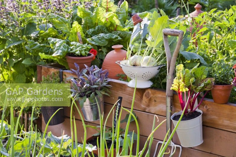 Pot grown vegetables and herbs and colander of harvested kohlrabi. Plants are savory, purple sage, basil, swiss chard and oregano.