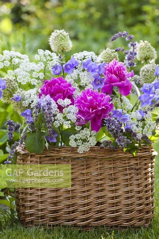 Floral arrangement in woven box including including peony, hogweed, Campanula and Salvia.