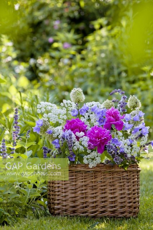 Floral arrangement in woven box including including peony, hogweed, Campanula and Salvia.