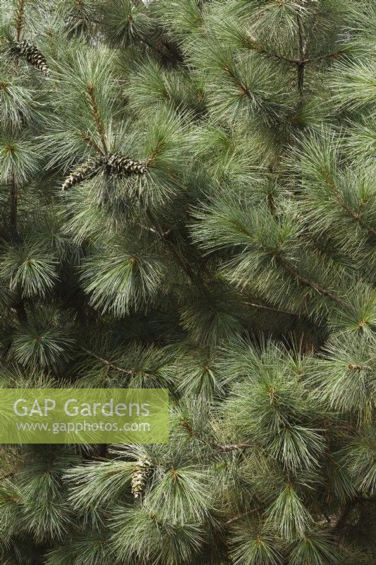 Pinus ayacahuite 'Forest Sky' - Mexican White Pine tree in summer - August