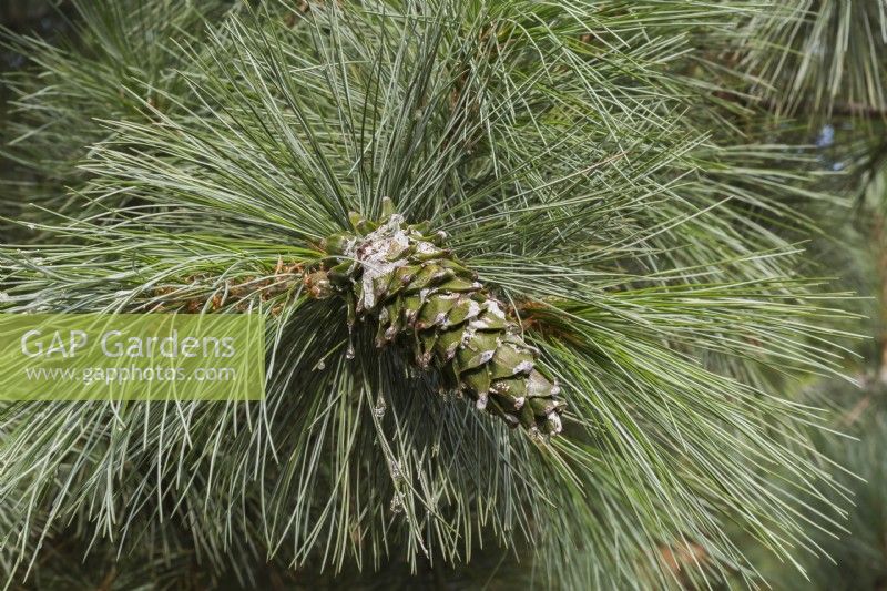 Pinus ayacahuite 'Forest Sky' - Mexican White Pine tree branch with  pine cone in summer - August