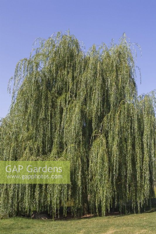 Salix x sepulcralis 'Chrysocoma' - Golden Weeping Willow tree, Quebec, Canada - August