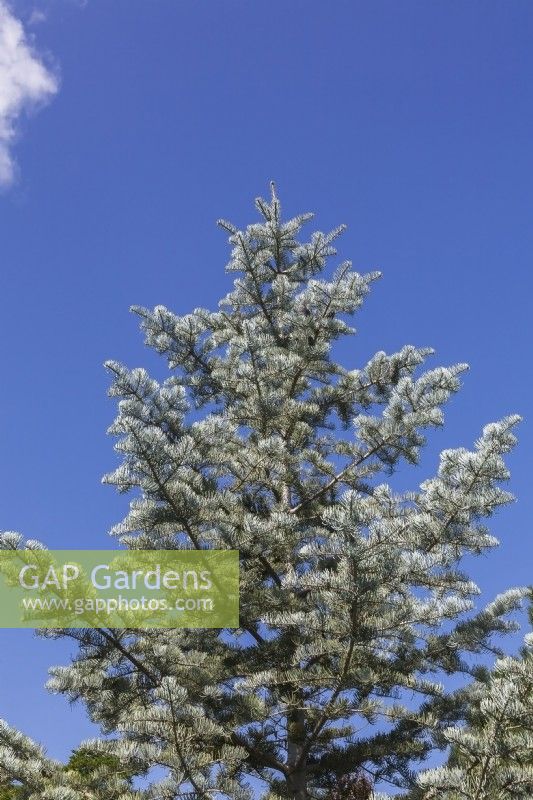 Abies concolor 'Candicans' - Rocky Mountain White Fir tree - August