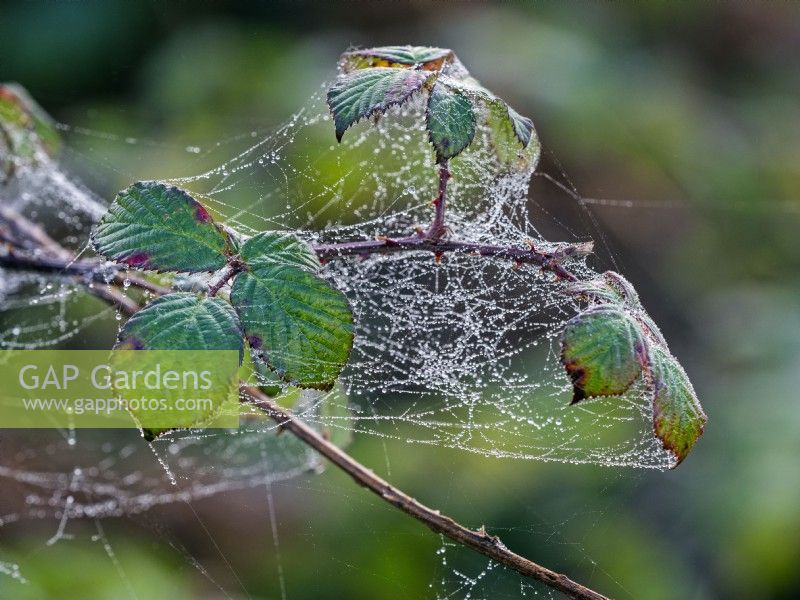 Rubus fruticosus - Bramble - covered in spider webs and dew  December Norfolk