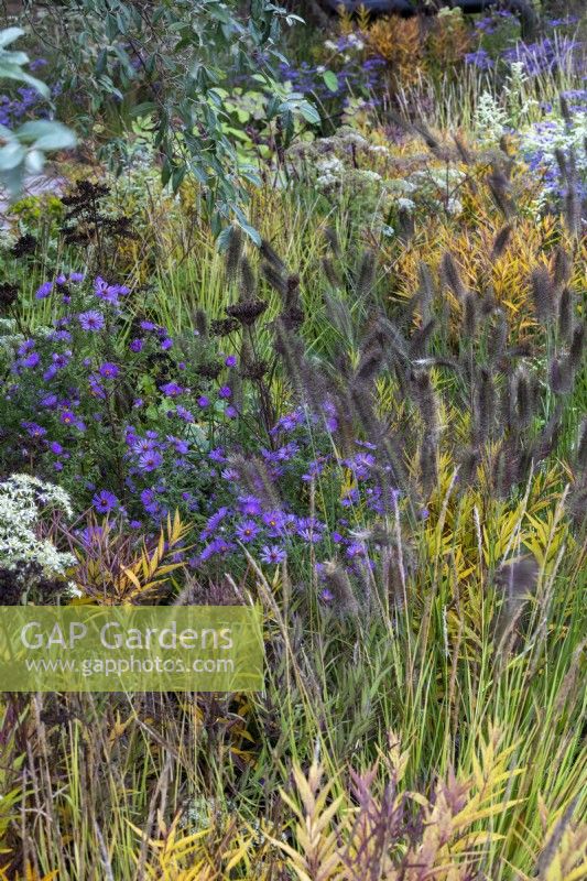Late flowering border with Aster sedifolius 'Nana', Pennisetum alopecuroides 'Cassian', Cenolophium denudatum and Aralia cordata.  RHS Chelsea Flower Show 2021, M and G Garden