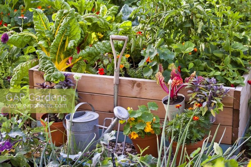 Organic garden with raised beds, pot growing herbs and edible flowers and garden tools.