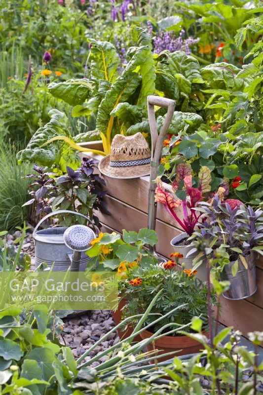 Pot grown vegetables and herbs and garden tools by the raised vegetable bed.