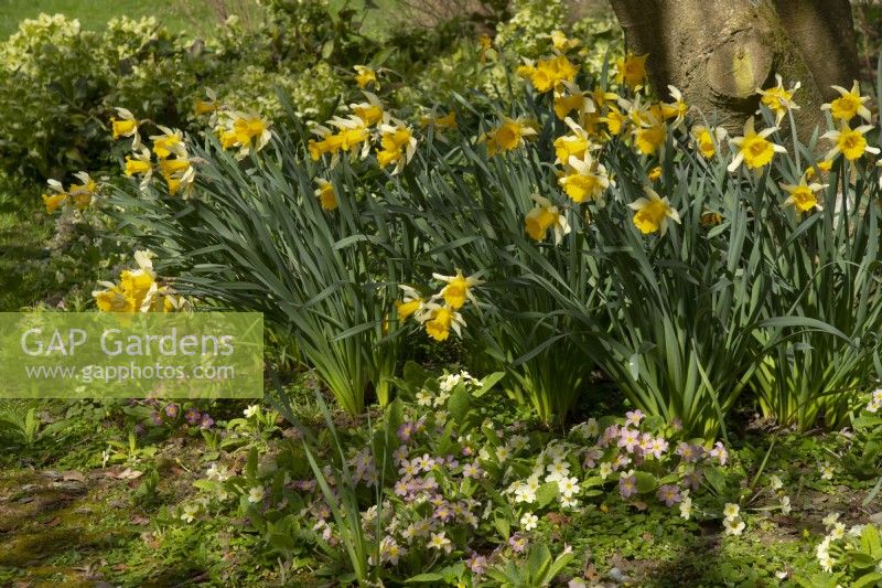 Narcissus and Primula at Thenford Gardens and Arboretum, Thenford, Banbury, Oxfordshire, UK, spring, april