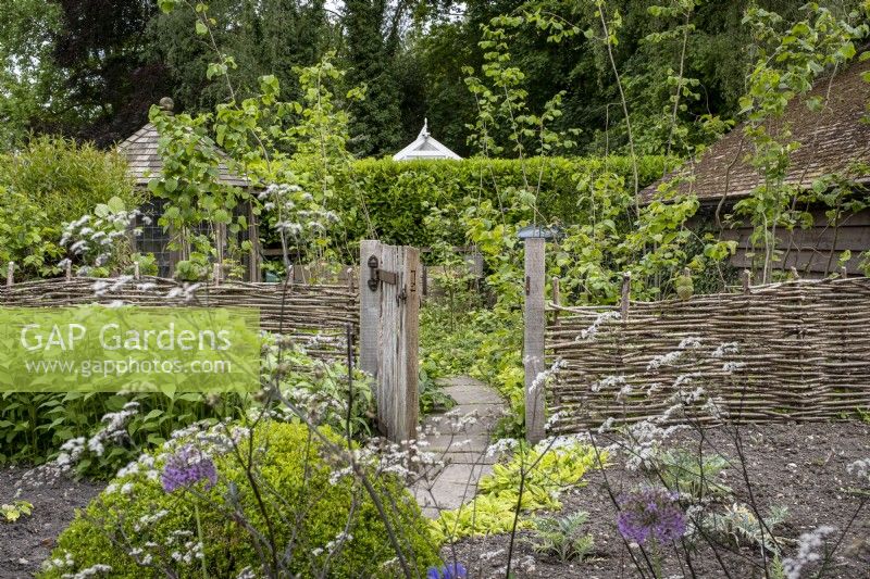 Woven Hazel hurdle fence leading in to coppiced garden in cottage garden
