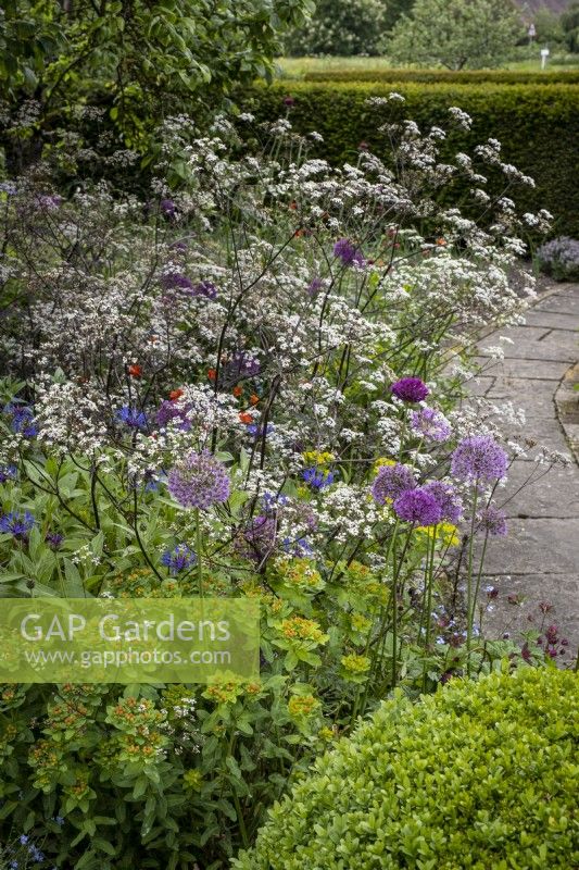 Informally planted cottage garden border with Anthriscus sylvestris 'Ravenswing', Allium 'Purple Sensation',  and Centaurea montana