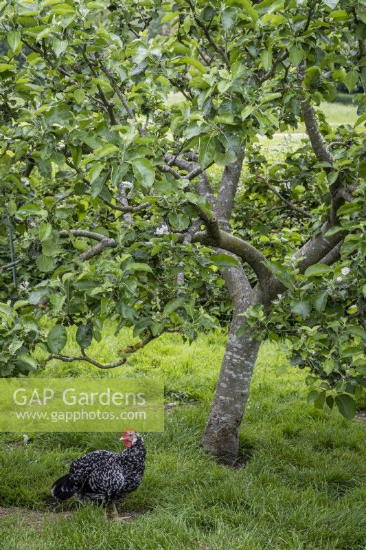 Ancona Chicken beneath a Bramley Apple tree