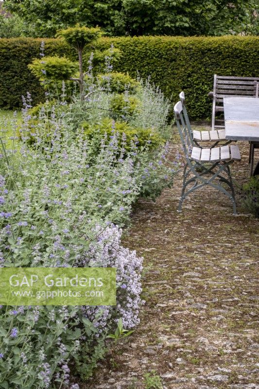 Nepeta 'Six Hills Giant' edging stone terrace with outdoor dining areas