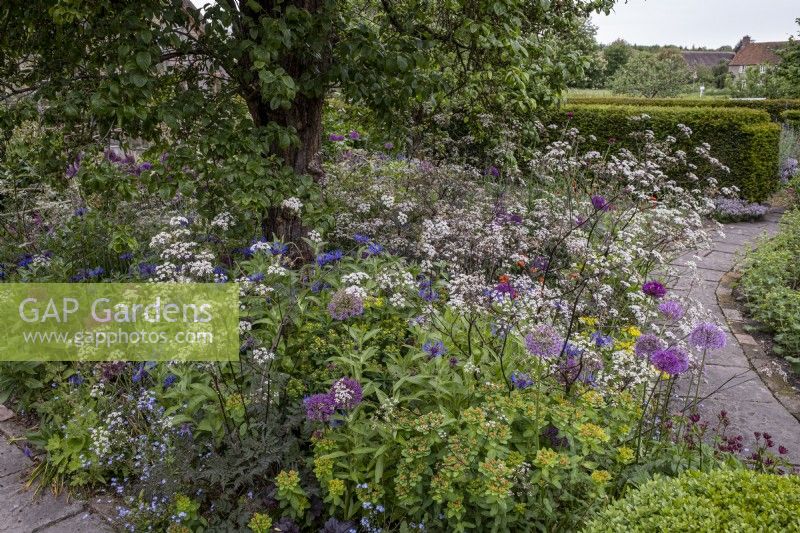 Informally planted cottage garden border with Anthriscus sylvestris 'Ravenswing', Allium 'Purple Sensation', Honesty, Iris and Centranthus ruber.