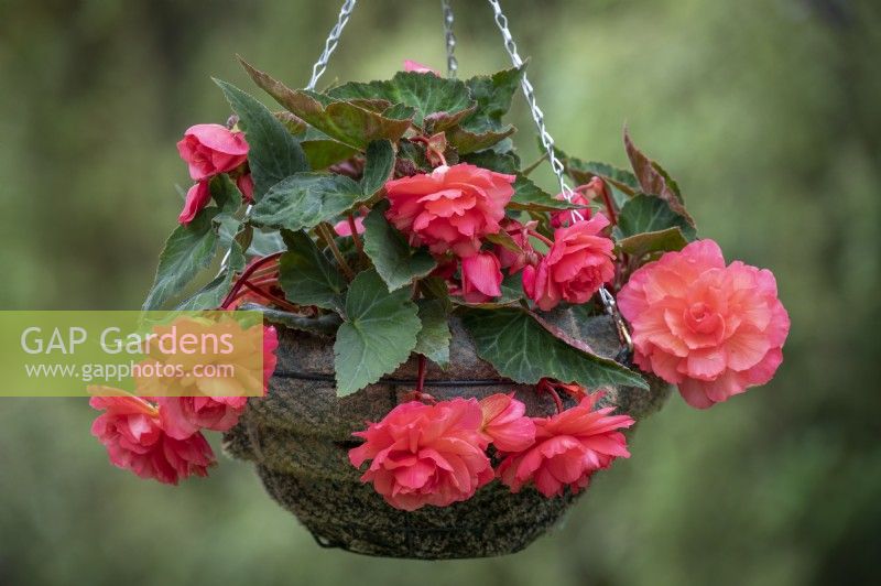 Begonia 'Sweet Spice Bounty Coral'