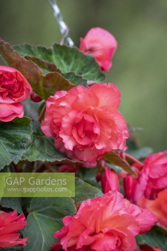 Begonia 'Sweet Spice Bounty Coral'