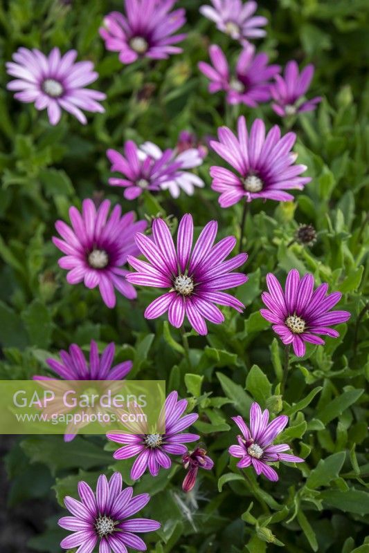 Osteospermum 'Special Erato Purple Stripes' - African daisy