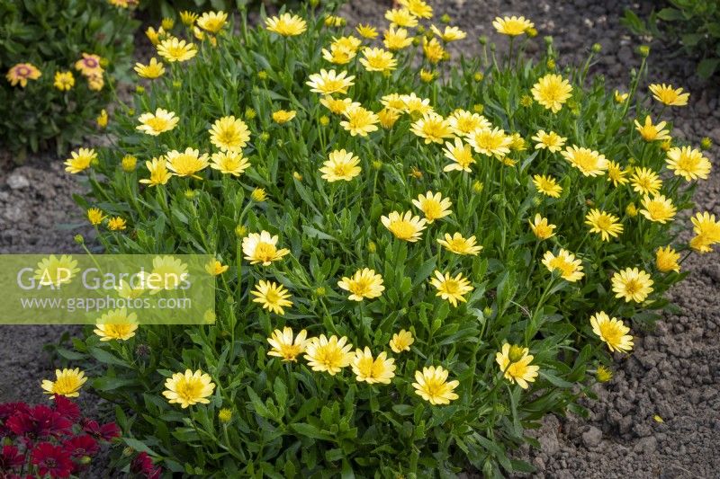 Osteospermum '3D Yellow' - African daisy