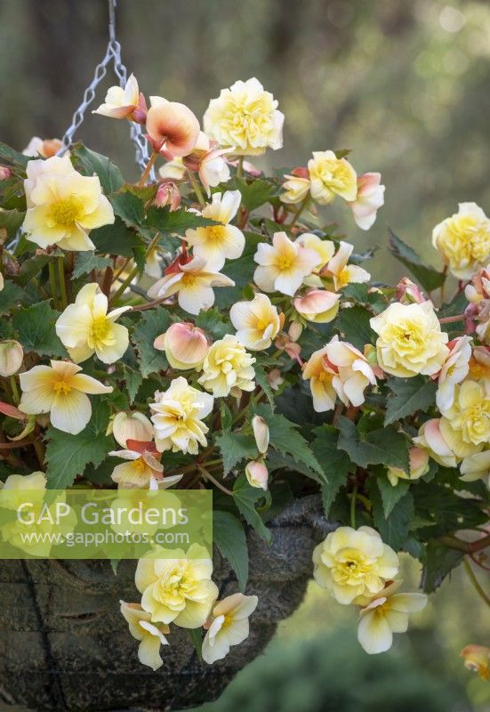Begonia 'Sweet Spice Butter Cream'