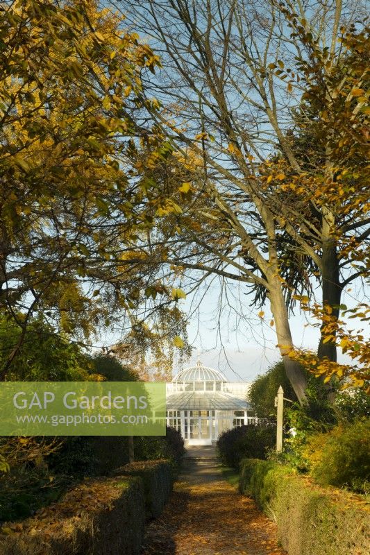 Autumn foliage surrounding a path leading to the conservatory at Chiswick House and Garden.