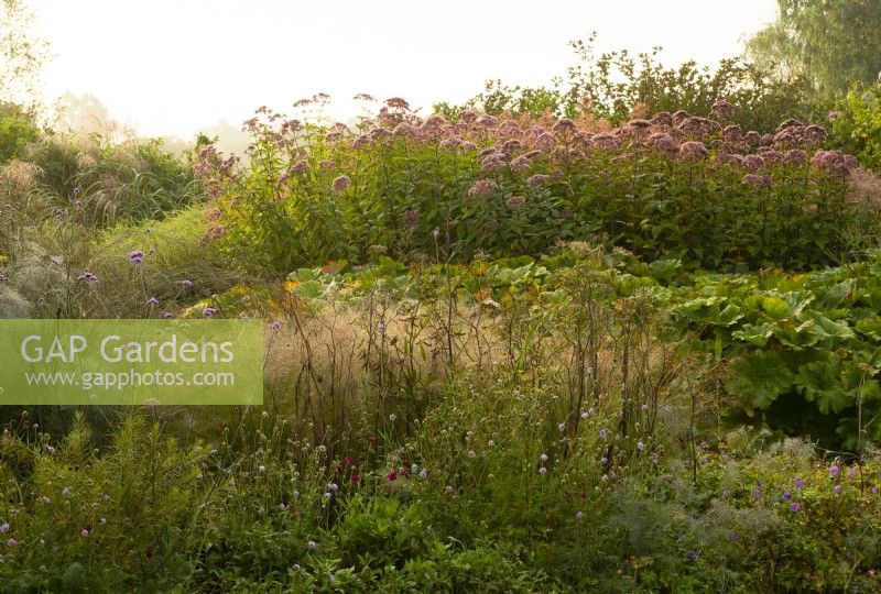 Eupatorium purpureum 'Maculatum' - Joe Pye Weed, Darmera peltata and Verbena bonariensis and ornamental grasses in the  Oudolf field in the Millennium Garden at Pensthorpe Natural Park.