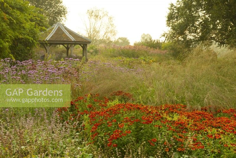 Helenium autumnale 'Rubinzwerg' and Verbena bonariensis, surrounded by Miscanthus around a gazebo in the Oudolf Field in the Millennium Garden at Pensthorpe Natural Park.