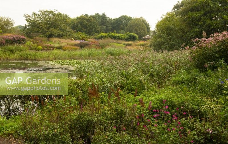 The view over a lake to prairie style planting in the Oudolf field in the Millennium Garden at Pensthorpe Natural Park.